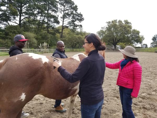 Oakland City Stables