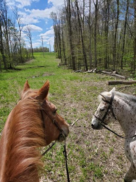 Lane of Dreams Farm LLC