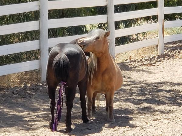 Equus Ranch