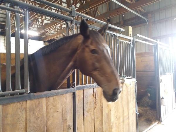 Reindance Stables Llc.