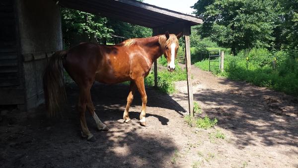 Wild River Stable