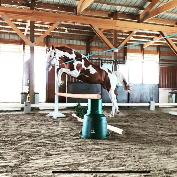 Easy J Sport Horses
