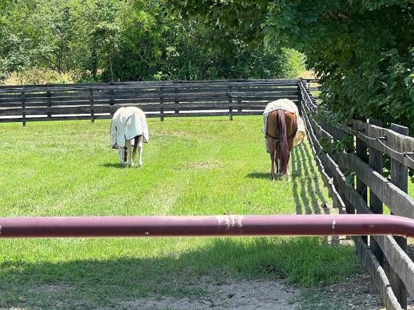 Hensley's Show Horses