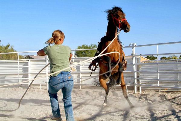 Robin Bailey Horsemanship