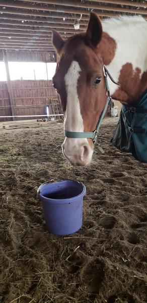 Towne-Ayr Farm