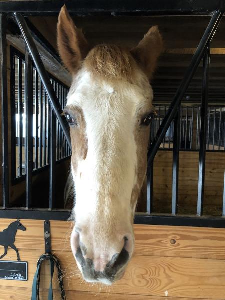 Willow Tree Acres Horse Retirement Farm