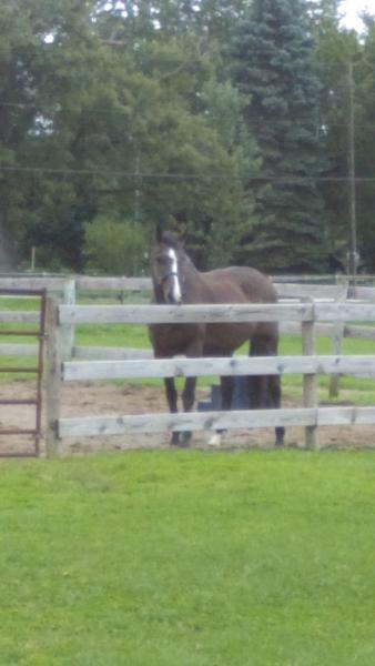 Cedar Point Horse Farm