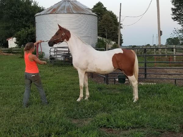 Paradise Equestrian Center