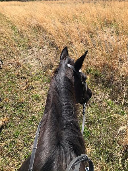 Hidden Cypress Ranch