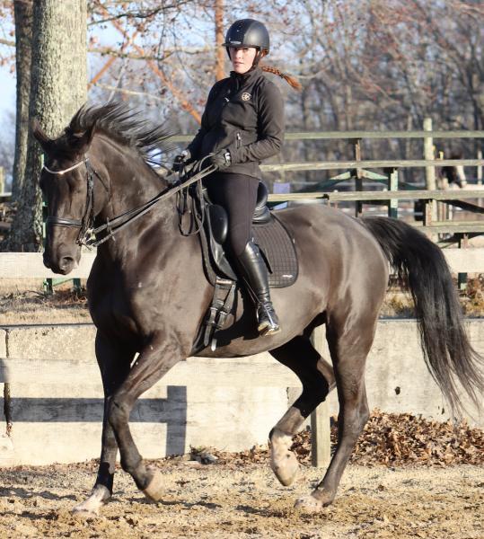 Morgan Manor Stables