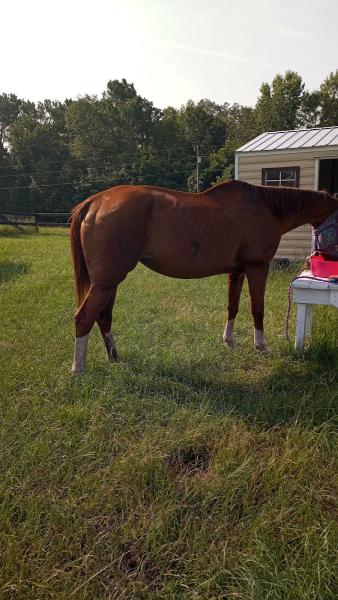 Deerwood Stables