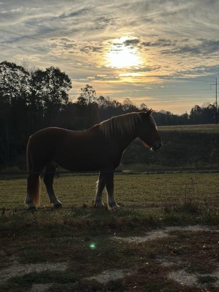 Woodpecker Farm Equestrian