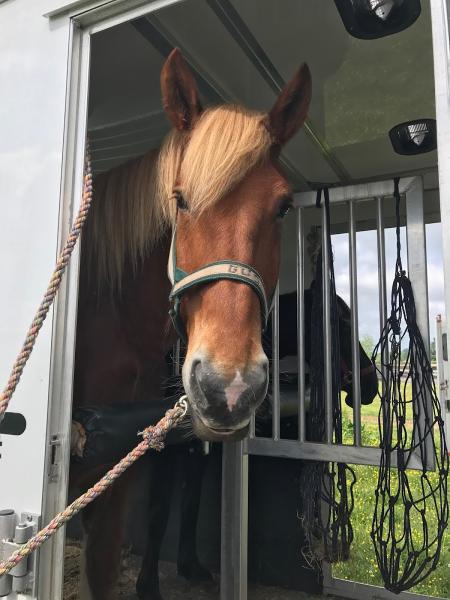 Woodpecker Farm Equestrian