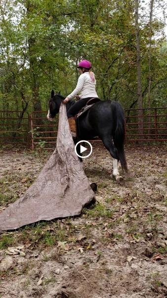 Pony Gang Equestrian Services