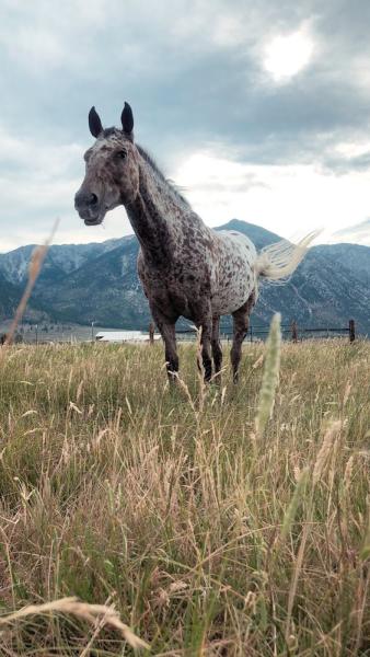 Rock-a-Bye Ranch