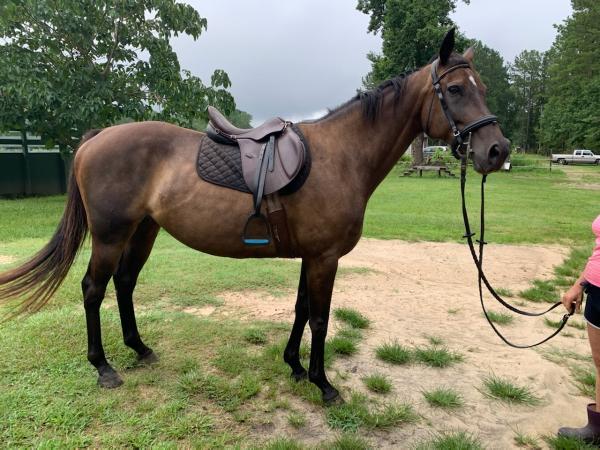 Premier's Riding School