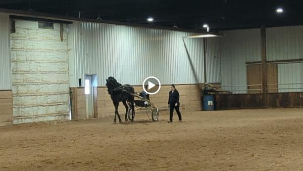Blue Ribbon Stables