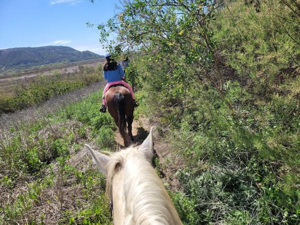 Pony Land: Pony Rides & Petting Zoo