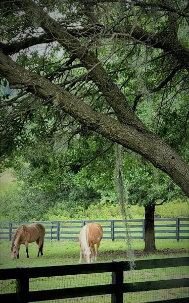 Palm Avenue Acres