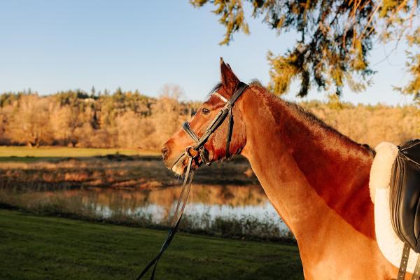 M Dressage
