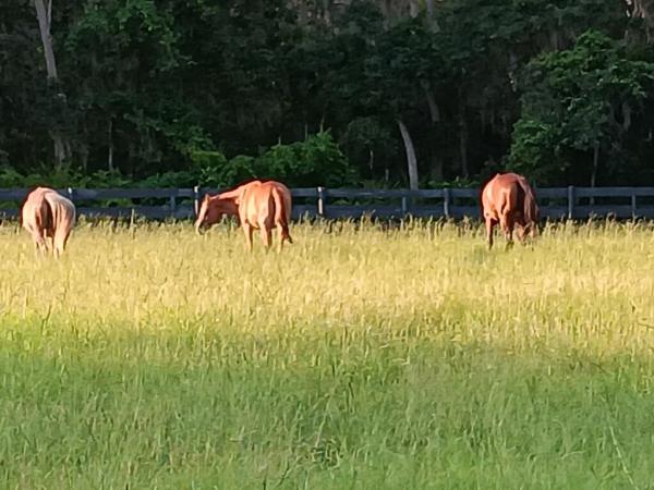 Fern Haven Farm