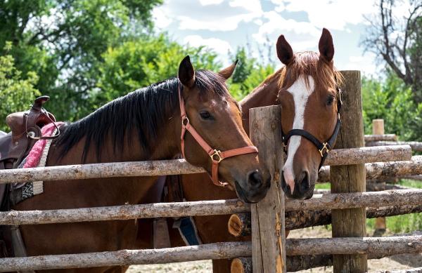 Red Horse Riding Company