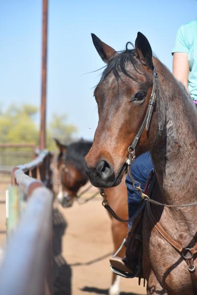 Joni Fitts School of Horsemanship