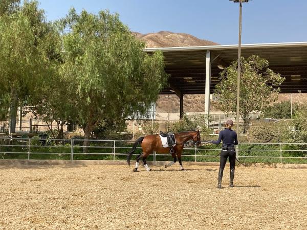 Regal Equestrian