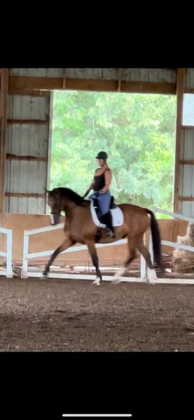 Whisper Wind Equestrian Center Inc Now VLM Equestrian