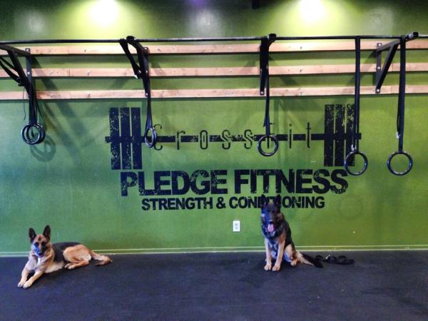 Pledge Fitness