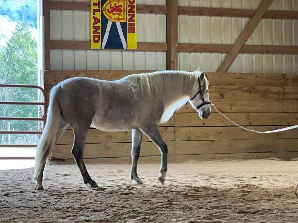 Misthaven Riding School