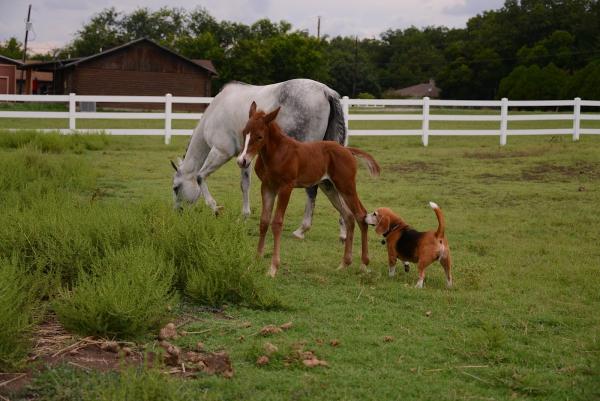 North Dallas Equestrian