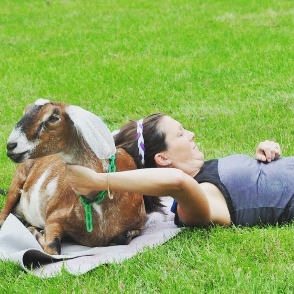 Gettysburg Goat Yoga