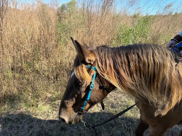 Florida Horse Rides