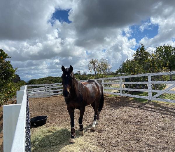 Little Olive Hill Stables