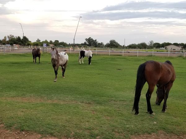 TLC Horse Boarding