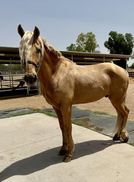 TLC Horse Boarding