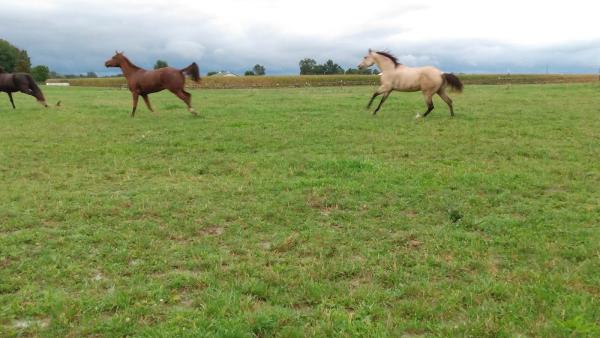 Alliance Equestrian Center