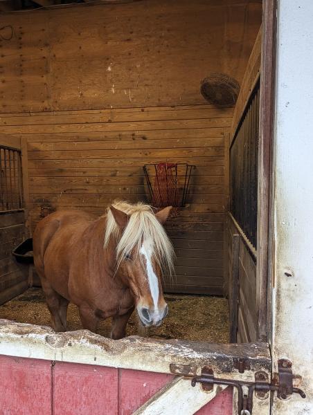 Compassionate Friends Therapeutic Riding Center