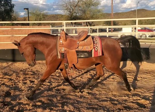 Sundancer Stables