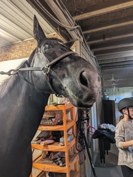 The Red Barn Riding Academy