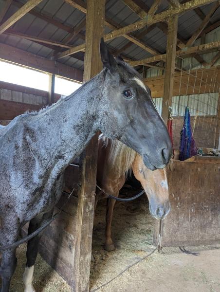 The Red Barn Riding Academy