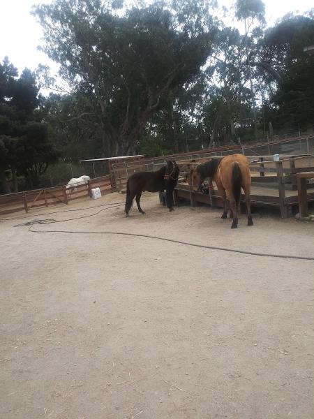 Brady Therapeutic Riding