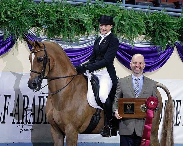 Bein Performance Horses