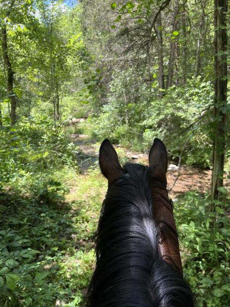 Dawson's Equine Connections