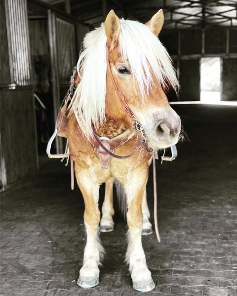 The Stables at Tamaya