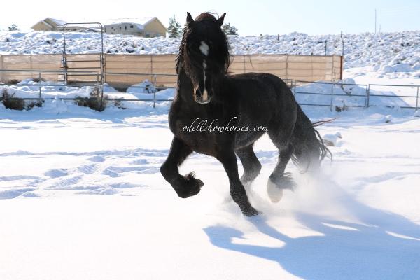 Odell Horse Training