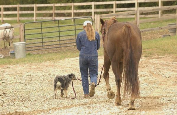 Collins Horse Ranch