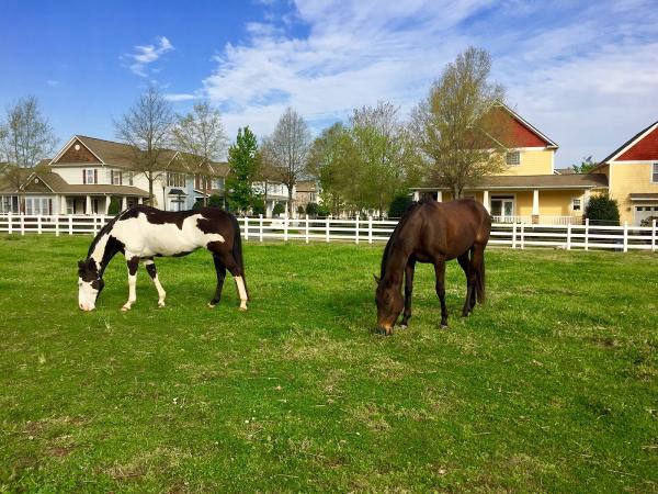 Bonterra Stables