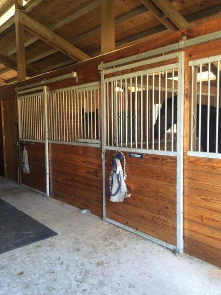 Tracy Masterson Dressage